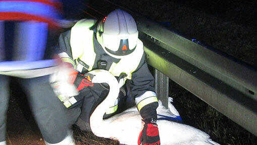 Ein Feuerwehrmann bringt den Schwan in Sicherheit. Ein Feuerwehrmann bringt den Schwan in Sicherheit.