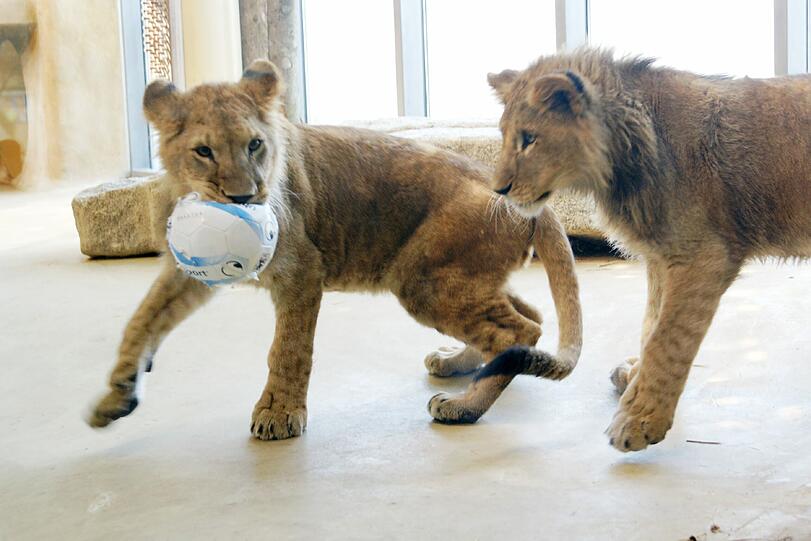 Zwei einjährige Löwenjungs wohnen seit einigen Tagen im Tierpark Hellabrunn. Und der TSV 1860 hat für sie eine Patenschaft übernommen. Klicken Sie durch die besten Aufnahmen von den verspielten Tieren!