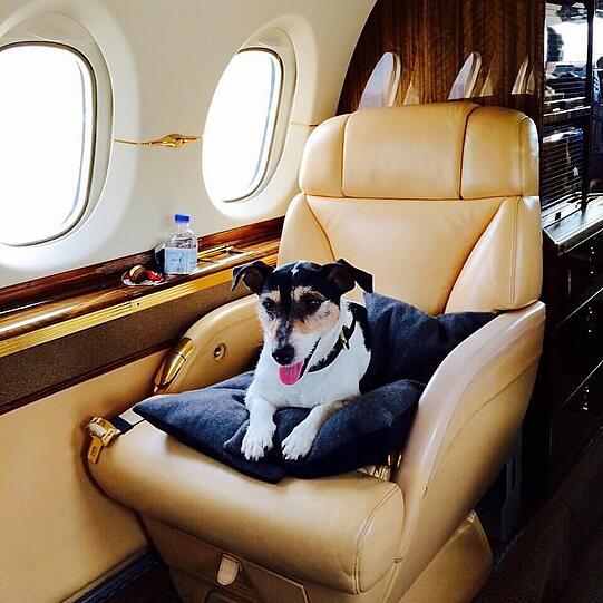 Im Privatjet unterwegs: Audrey genießt ihr Hundeleben.