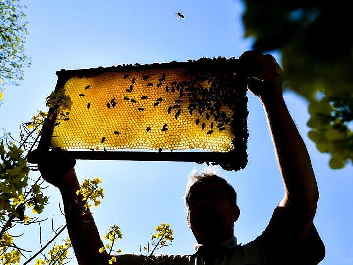 Ein Imker zeigt eine Bienenwabe an einem blühenden Rapsfeld. Foto: Patrick Pleul/Archivbild