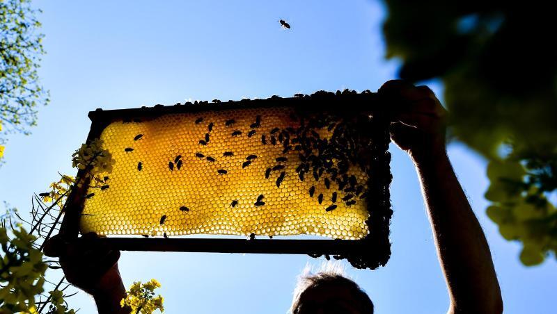 Ein Imker zeigt eine Bienenwabe an einem blühenden Rapsfeld. Foto: Patrick Pleul/Archivbild Ein Imker zeigt eine Bienenwabe an einem blühenden Rapsfeld. Foto: Patrick Pleul/Archivbild