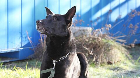 Bleibt bei Hunde-Trainer Hans Schlegel: Schäferhund-Mischling Zeus.