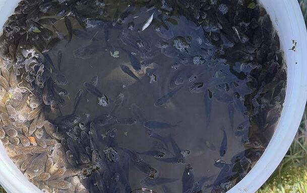 Diese Fische hatten Gl&uuml;ck: Sie wurden von den Isarfischern gerettet.