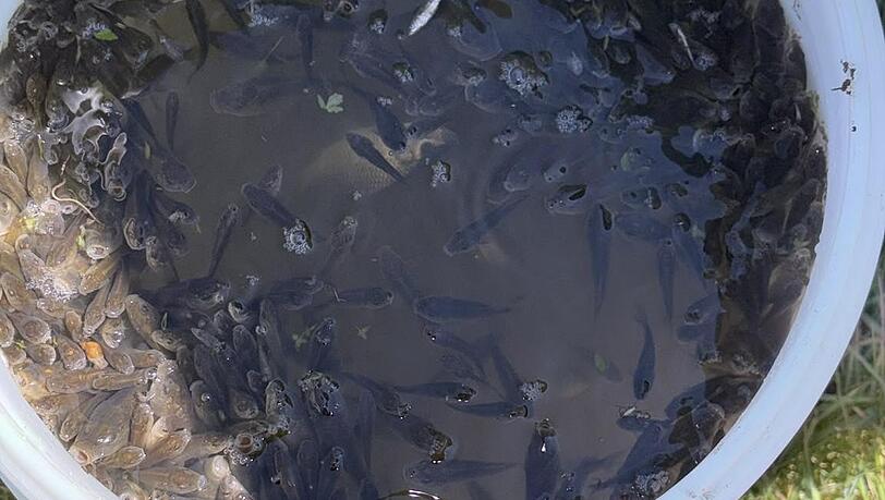 Diese Fische hatten Glück: Sie wurden von den Isarfischern gerettet. Diese Fische hatten Glück: Sie wurden von den Isarfischern gerettet.