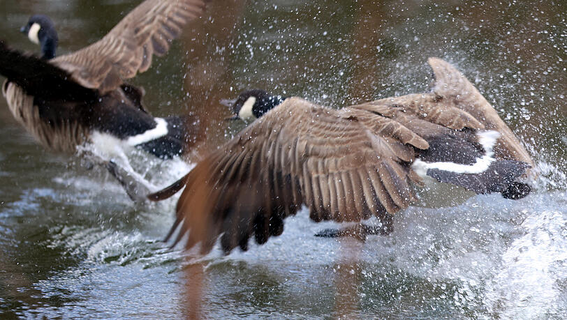 Im Westpark: Eine Kanadagans verjagt einen Rivalen. Im Westpark: Eine Kanadagans verjagt einen Rivalen.