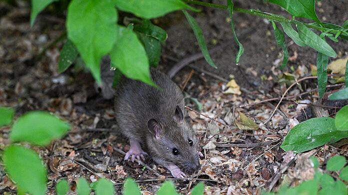Viele Menschen haben Angst vor Ratten. (Archivbild)