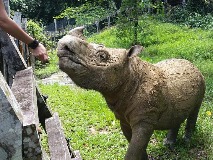 Das Sumatra-Nashorn Tam, das das letzte männliche Sumatra-Nashorn weltweit überhaupt war, steht in einem Reservat auf der Insel Borneo (undatierte Aufnahme).