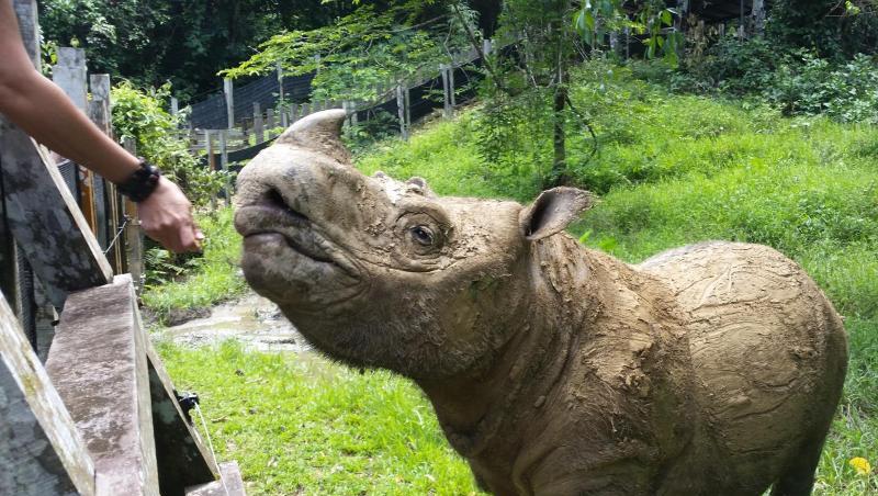 Das Sumatra-Nashorn Tam, das das letzte männliche Sumatra-Nashorn weltweit überhaupt war, steht in einem Reservat auf der Insel Borneo (undatierte Aufnahme). Das Sumatra-Nashorn Tam, das das letzte männliche Sumatra-Nashorn weltweit überhaupt war, steht in einem Reservat auf der Insel Borneo (undatierte Aufnahme).