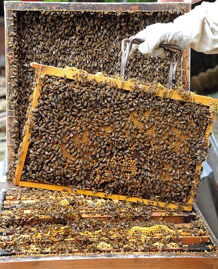 An einer solchen Wabe produzieren die Bienen ihren Honig. Sie zu stehlen, setzt ein gewisses Grundwissen über Bienen voraus. (Symbolbild)