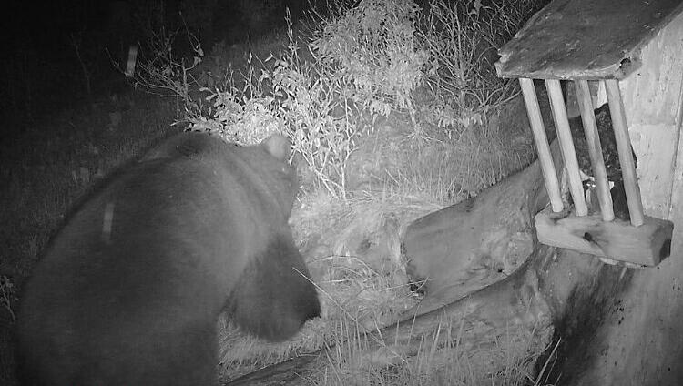 Die AZ zeigt dieses Foto exklusiv: Am Montagabend wurde ein Bär in Schneizlreuth auf einer Wildtier-Kamera aufgenommen.