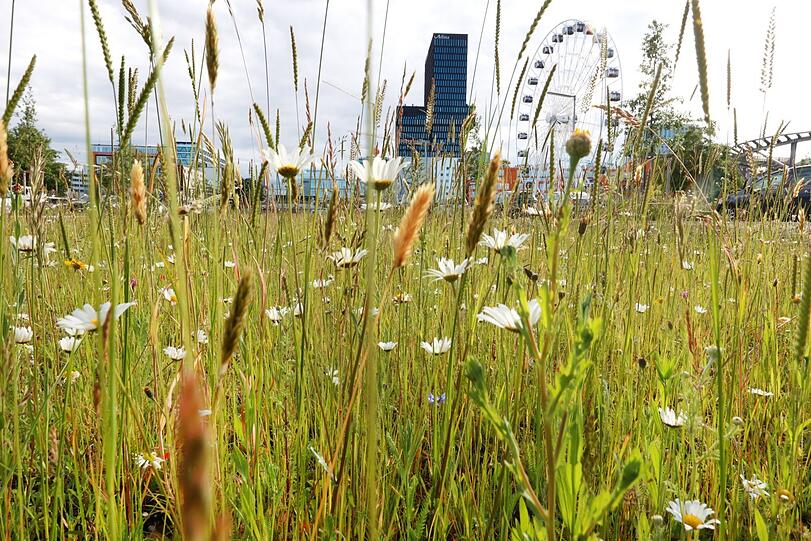 Auf einer Brache in Sichtweite des Wiesnrads im Werksviertel blüht's.
