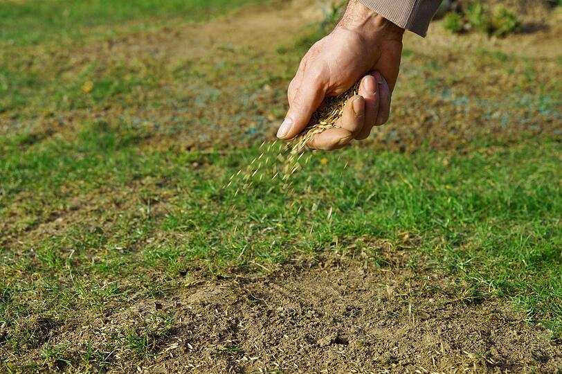 Nach den heißen Sommerwochen sehnt sich der Rasen im September nach Pflege. Bessern Sie kahle Stellen nun aus, vertikutieren Sie die Grasnarbe und unterstützen Sie den Rasen mit speziellem Herbstdünger. Dieser setzt weniger auf Stickstoff, dafür stärker auf Kalium - so werden die Halme robust gegenüber Frost. Auch ein letzter, moderater Schnitt sollte nun noch erfolgen. Nach den heißen Sommerwochen sehnt sich der Rasen im September nach Pflege. Bessern Sie kahle Stellen nun aus, vertikutieren Sie die Grasnarbe und unterstützen Sie den Rasen mit speziellem Herbstdünger. Dieser setzt weniger auf Stickstoff, dafür stärker auf Kalium - so werden die Halme robust gegenüber Frost. Auch ein letzter, moderater Schnitt sollte nun noch erfolgen.