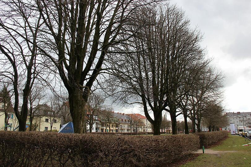 Diagnose Fäulnis: Die Kastanien sind nicht mehr zu retten.