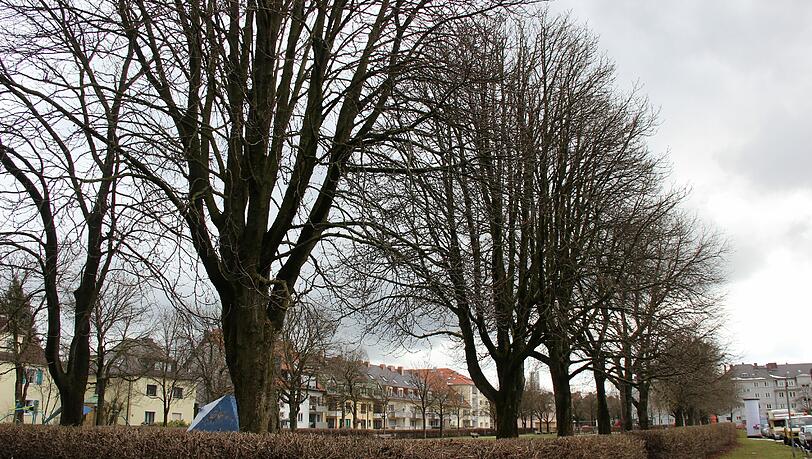 Diagnose Fäulnis: Die Kastanien sind nicht mehr zu retten. Diagnose Fäulnis: Die Kastanien sind nicht mehr zu retten.