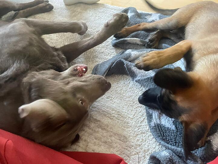 Labrador Holly und Malinos Neo
