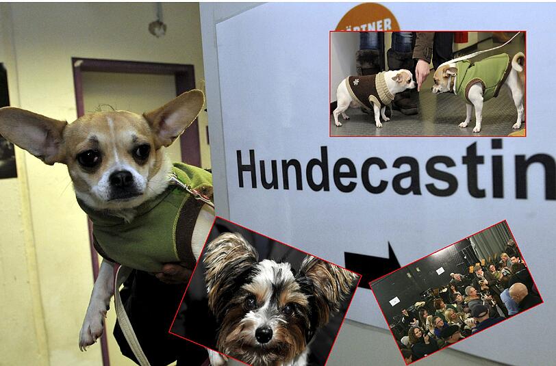 Das Münchner Gärtnerplatztheater suchte am Mittwochabend ein Schoßhündchen für die Inszienierung des Musicals "Anything Goes". Die besten Bilder der tierischen Bewerber!