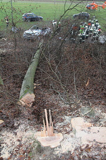 Ein Autofahrer in Fridolfing wurde schwer verletzt: Weil er eine Absperrung missachtet hatte, fiel ein bei Baumfällarbeiten gefällter Baum auf seinen Wagen.