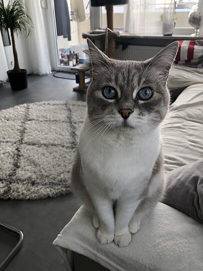 Mitzi