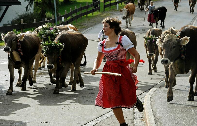 Kuehe werden waehrend des ersten Alpabtriebs des Jahres in Steibis nahe Oberstaufen von den Viehhuetern ins Tal getrieben. Nach der Sommerfrische auf den Bergweiden werden in 32 Orten zwischen Bodensee und Ammergebirge rund 30.000 Tiere im Tal zurueck erwartet.