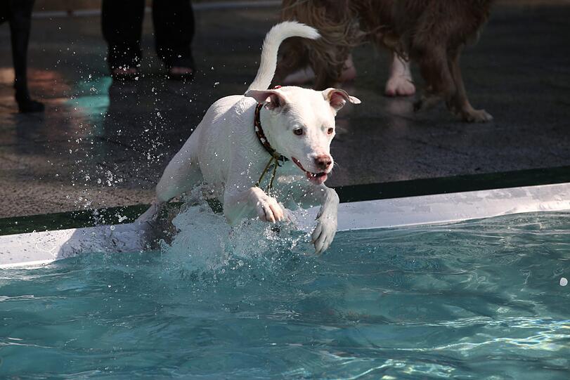 Auch in diesem Jahr heißt es für viele Hunde in München wieder: Ab ins kühle Nass am Hundebadetag! (Archivbild)