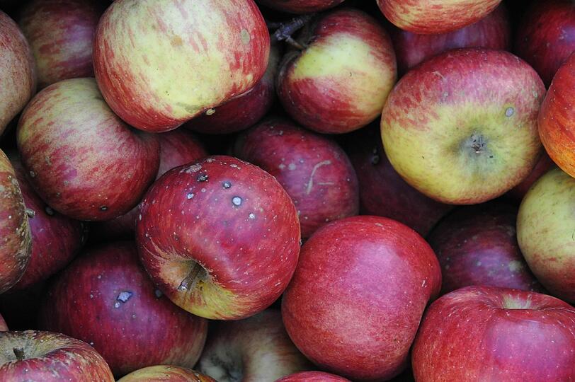 Äpfel gibt es in zahlreichen Sorten. Sie sind sicher die beliebteste und bekannteste Frucht, die im Herbst reift. Man kann sie frisch genießen oder wunderbare Marmelade oder Gelee daraus kochen oder Apfelsaft oder einen Apfelkuchen backen.
