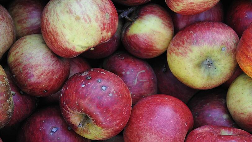 Äpfel gibt es in zahlreichen Sorten. Sie sind sicher die beliebteste und bekannteste Frucht, die im Herbst reift. Man kann sie frisch genießen oder wunderbare Marmelade oder Gelee daraus kochen oder Apfelsaft oder einen Apfelkuchen backen. Äpfel gibt es in zahlreichen Sorten. Sie sind sicher die beliebteste und bekannteste Frucht, die im Herbst reift. Man kann sie frisch genießen oder wunderbare Marmelade oder Gelee daraus kochen oder Apfelsaft oder einen Apfelkuchen backen.