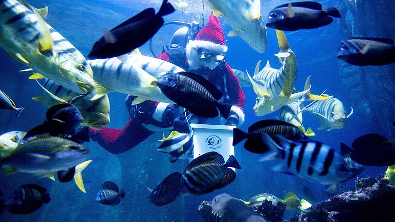 Witzige Aktion: Ein als Nikolaus verkleideter Mitarbeiter des Sea Life im Olympiapark füttert verschiedene Hai- und andere Fisch-Arten im Aquarium. Klicken Sie sich durch die Bilderstrecke.