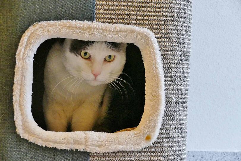 Der schüchterne und sensible Igor (circa 10) braucht Zeit, um Vertrauen zu fassen. Der Schmusekater wünscht sich einfühlsame Menschen mit einer ruhigen Wohnung und vernetztem Balkon, auf dem er sich sonnen kann. Igor benötigt aufgrund von Allergien spezielles Futter.