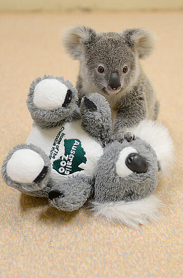 Der kleine Koala nimmt mit einem Kuscheltier vorlieb.