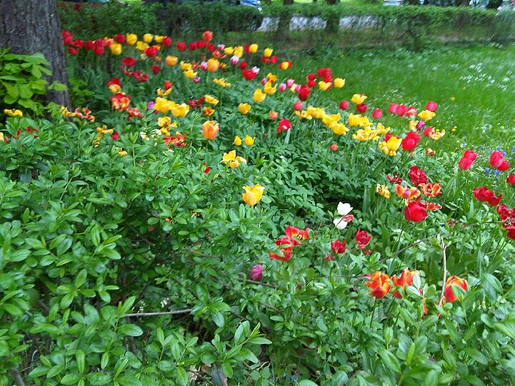 Blumen in der "Dietrie".