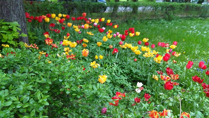 Blumen in der "Dietrie".