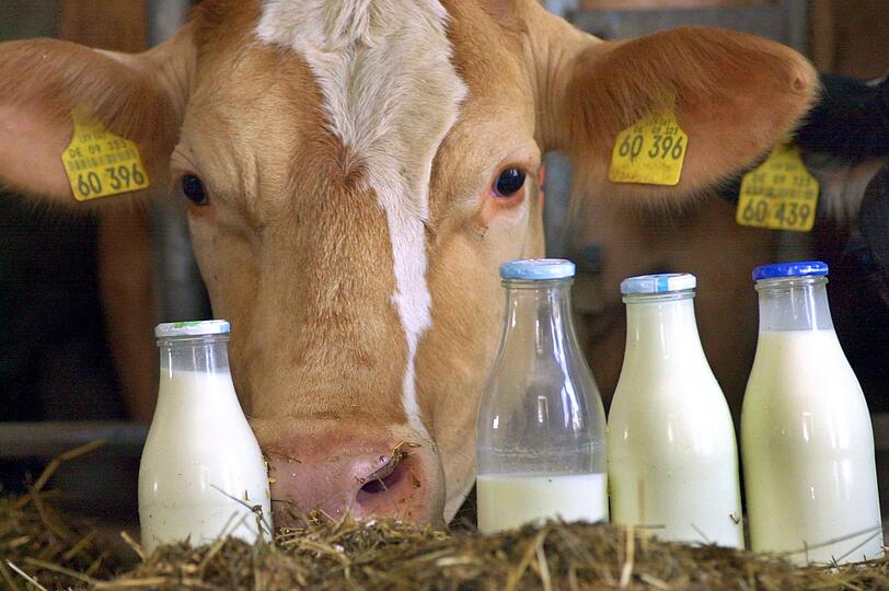 Die meisten bayerischen Milchkühe leben im Stall.