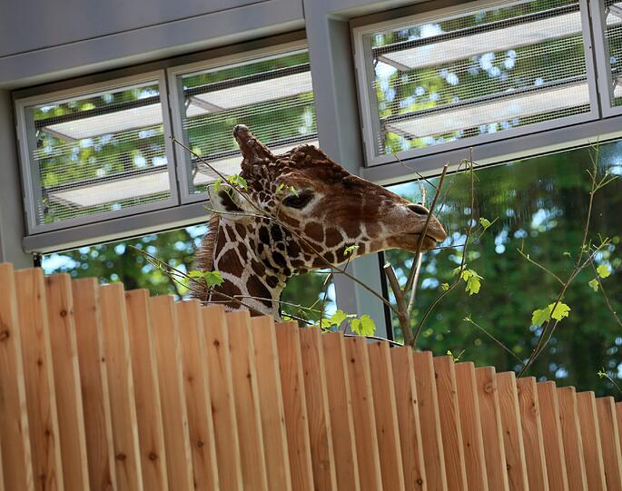 Hellabrunns Giraffenbulle Togo hat im neuen Glaspalast ein eigenes Separée mit frischen Ästen zum Knabbern.