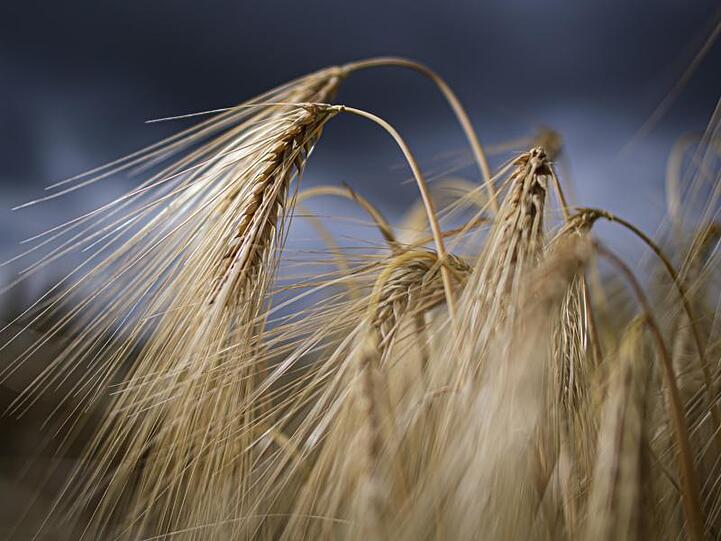 Gerstenähren stehen auf einem Feld. Foto: Robert Michael/dpa-Zentralbild/ZB/Symbolbild