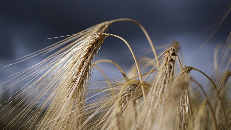 Gerstenähren stehen auf einem Feld. Foto: Robert Michael/dpa-Zentralbild/ZB/Symbolbild Gerstenähren stehen auf einem Feld. Foto: Robert Michael/dpa-Zentralbild/ZB/Symbolbild