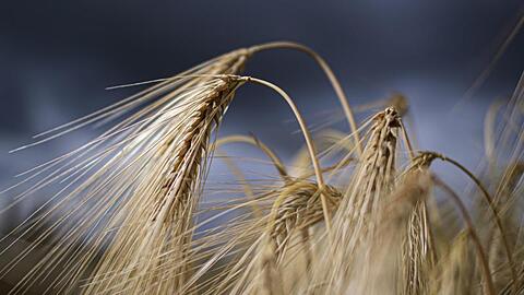 Gerstenähren stehen auf einem Feld. Foto: Robert Michael/dpa-Zentralbild/ZB/Symbolbild
