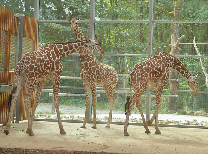 Giraffenzusammenführung mit Bahati (li.), Taziyah (mitte) und Limber (re.)