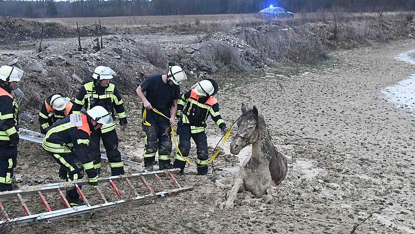 Die Feuerwehr Taufkirchen hat am Sonntag einen ungewöhnlichen Einsatz souverän erledigt: Das im Matsch versunkene Pferd wurde unversehrt gerettet.