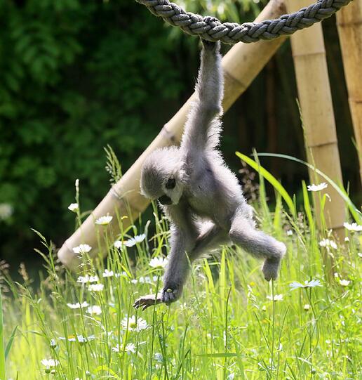 Mia ist die jüngste der fünfköpfigen Silbergibbon-Familie im Tierpark Hellabrunn.