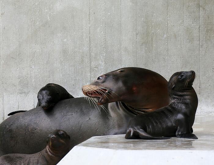 Seelöwe Molly mit den drei Kleinen.