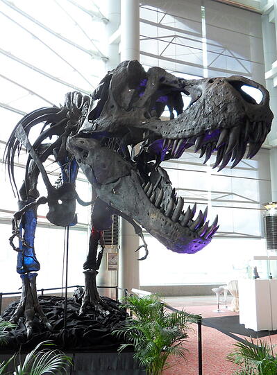 "King Kong" nennen die Forscher das Riesenskelett, das nach München kommt. Bei den Mineralientagen können Zuschauer den T-rex bestaunen.