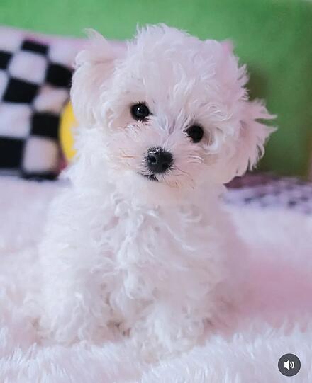 Das ist unsere Hündin Mochi, die uns immer ein Lächeln ins Gesicht zaubert. Sie ist unsere kleine Therapie-Hündin und hilft mir dabei, weniger Ängste zu haben. Immer, wenn sie merkt, dass mich etwas bedrückt, kommt sie zu mir und erdet mich. Der beste Hund der Welt.