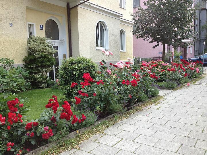 Sie blühen im gesamten Vorgarten: Rosen in allen Farben erhellen die Gudrunstraße in Neuhausen.