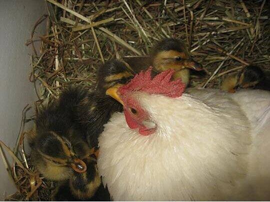 Söllners Henne hat Entenküken adoptiert. Dem Huhn scheint es egal zu sein, dass sein Nachwuchs watschelt,