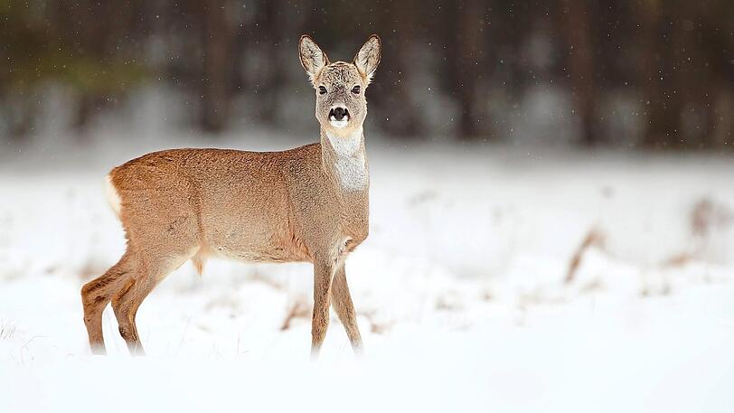 Das Reh im Winter.