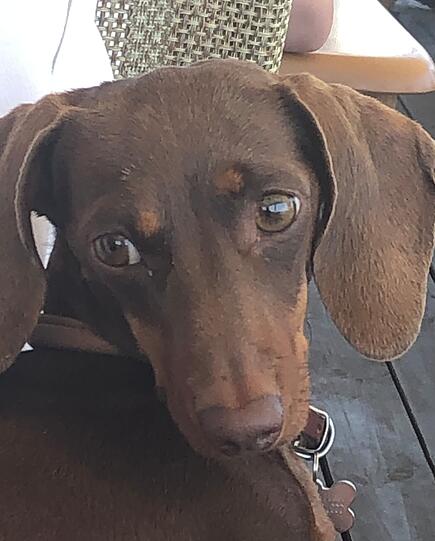 Paula