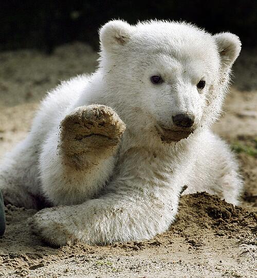 Knut, der Medienstar: 
Bei seinem ersten Ausflug auf das Außengelände prügeln sich Kamerateams aus aller Welt um die besten Plätze. Der Publikumsliebling bekommt sogar eine eigene Fernseh-Sendung.