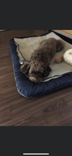 Oscar