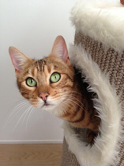 Leia