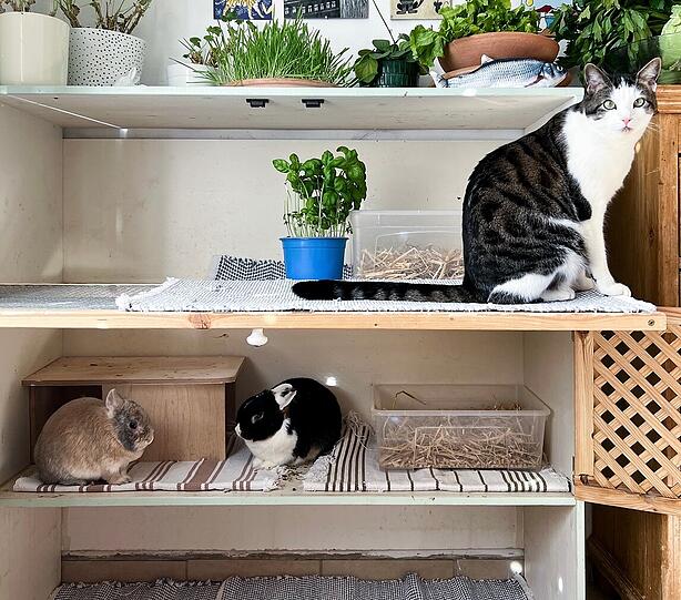 Edgar, Wolfgang und Frederik (Kater und Kaninchen)